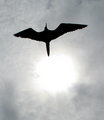 Flight of the Frigatebird
