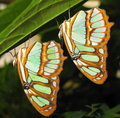 Pair of butterflies