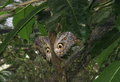 Couple of owl-eyed butterflies