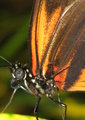 Butterfly close-up