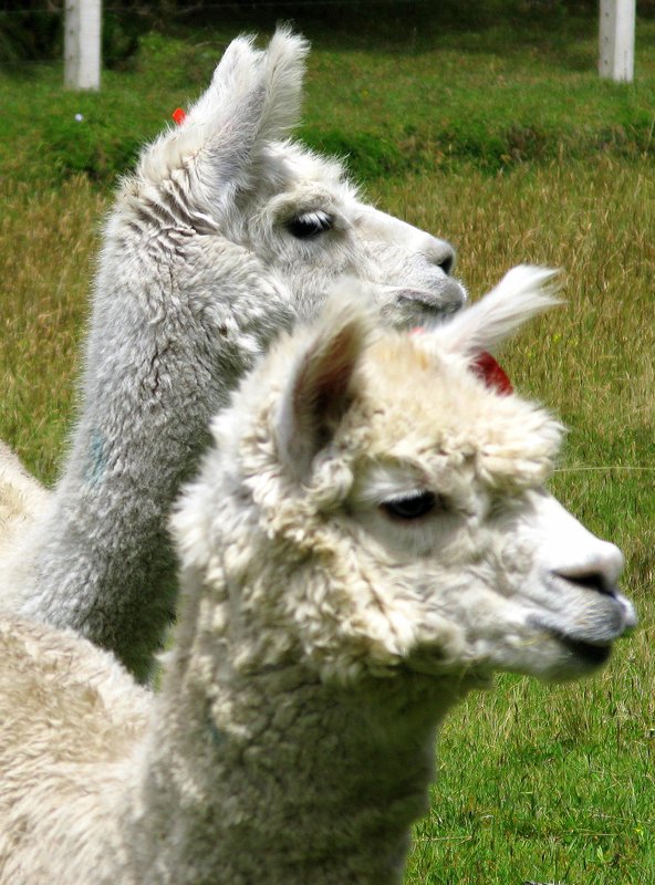 Llamas