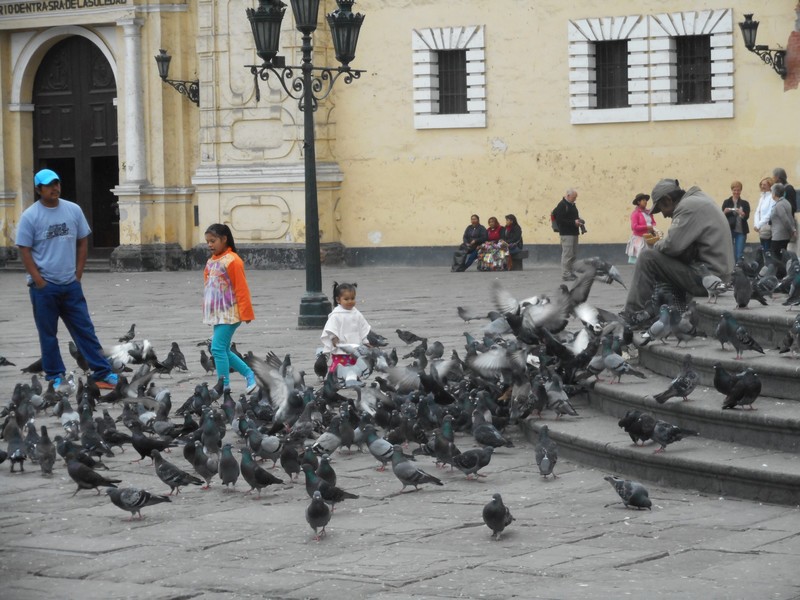 Happy scene with pigeons