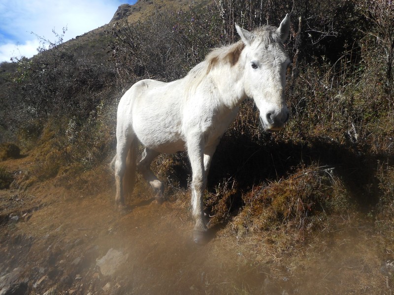 The Peruvian Unicorn