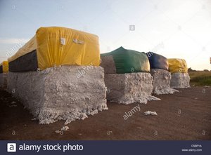 large-cotton-bales-covered-with-yellow-tarps-sit-in-a-cotton-field