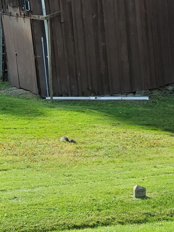 Squirrel in a Hancock garden