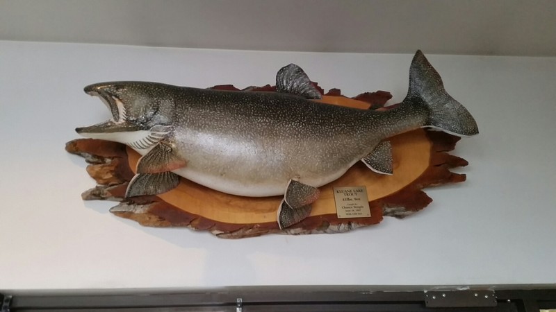 43lb Salmon from Lake Kluane