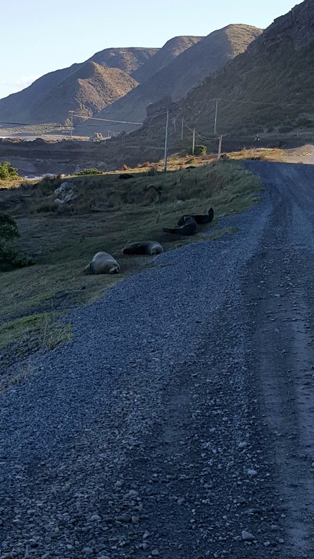 Seals at Valdez