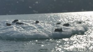 Sea Otters on an ice floe