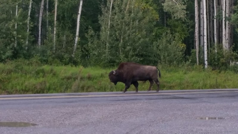 Bison failing to keep right.