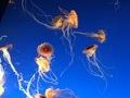 Jelly Fish in Vancouver Aquarium