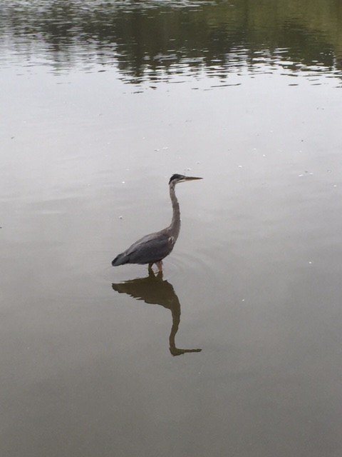 Bird in Stanley Park