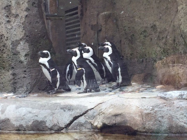 They had like six Penguins
