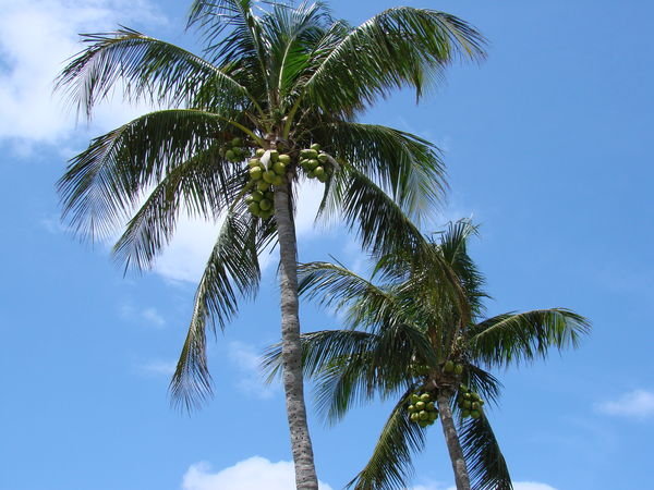 Palm trees in Palm Beach