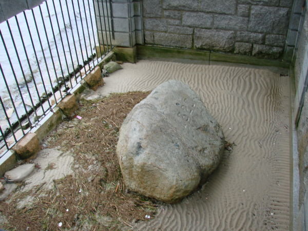 sad little Plymouth Rock