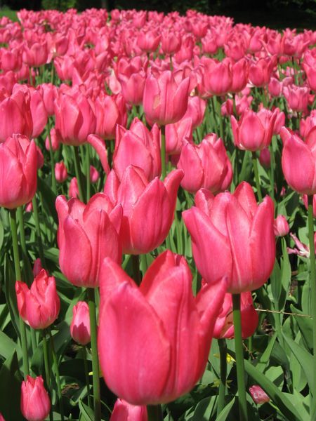 Tulips at the Palace