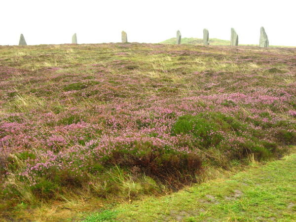 The heather growing around the Ring