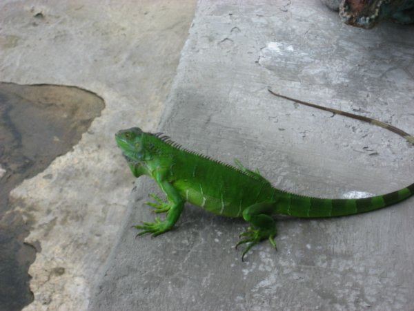 An Iguana Sunning