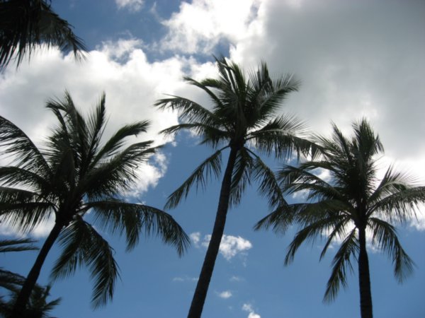 Palms and Sun