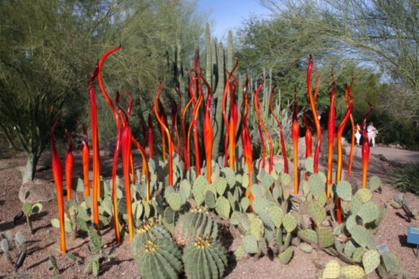 Chihuly Glass Amongst the Cacti