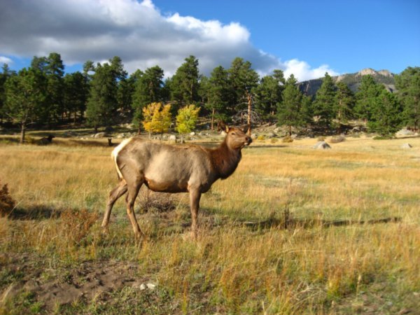 Elk Mating Season