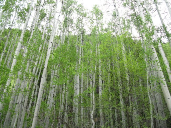 The Aspen Trees