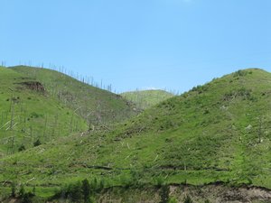 the dead timber on the hills surrounding Deadwood