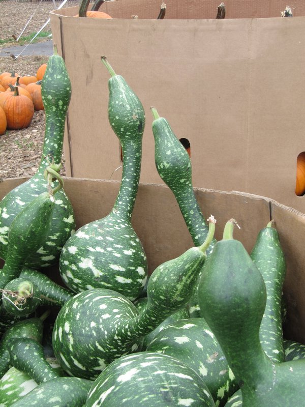 i thought these gourds looked like loch ness monsters