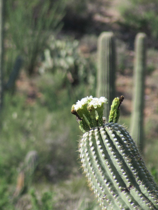 Flowers on the Saguaro