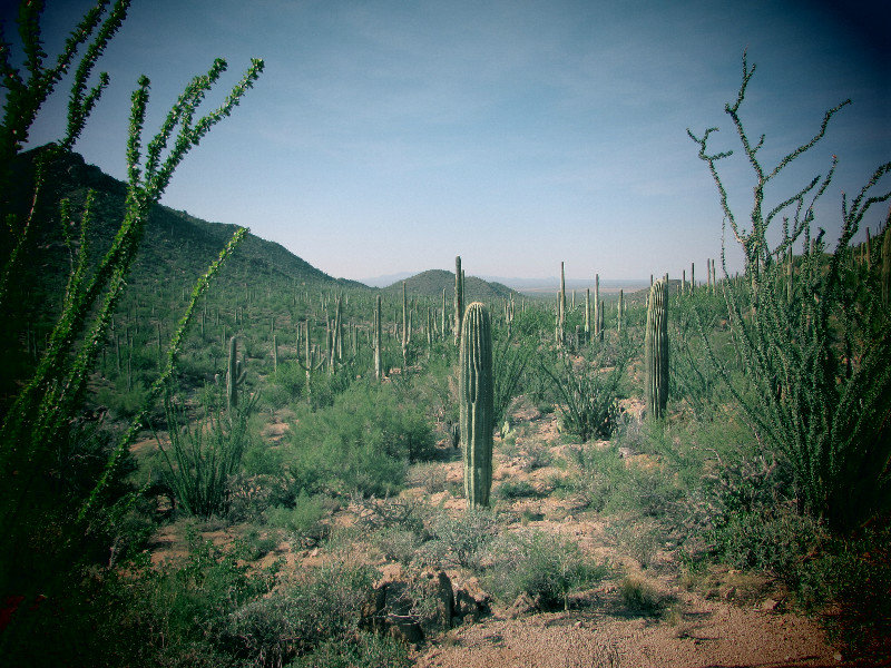 View of the Desert