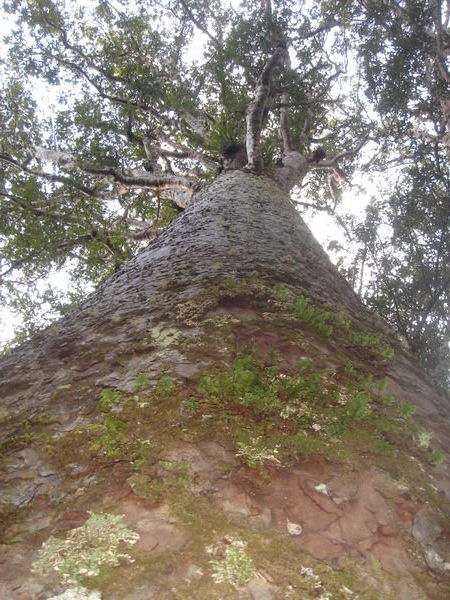 A big tree ha 