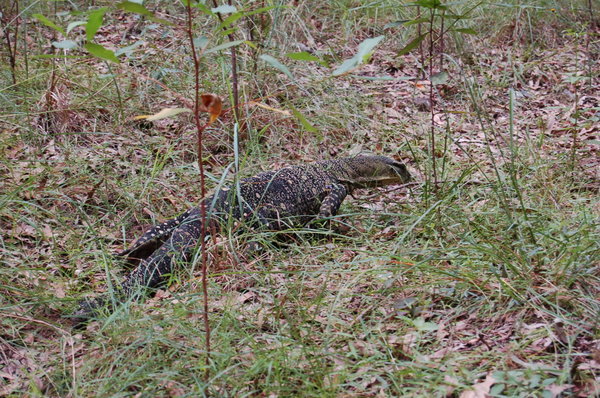 A resident Moniter Lizard