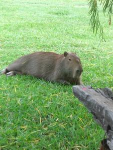 Me and a Capybara