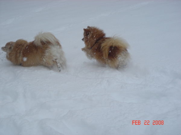 snow dogs3