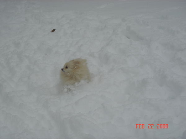 snow dogs4