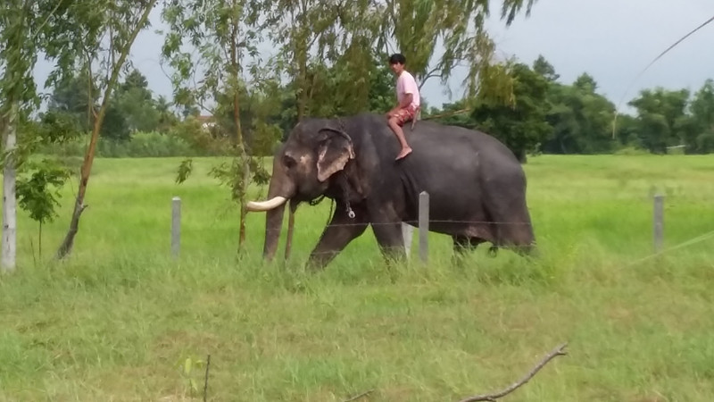 Elephant passing our farm