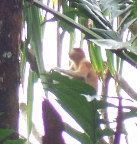 Proboscis Monkey!