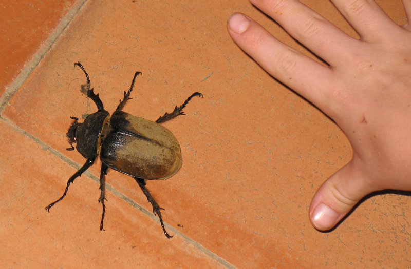 A Big Bug