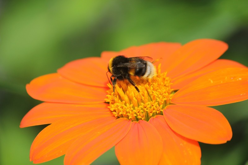 Orange Flower with Bee