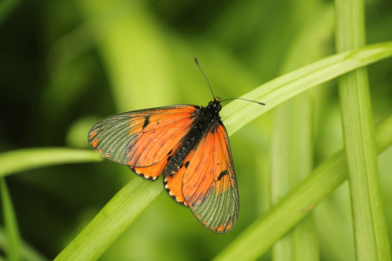 Garden Acrea Butterfly