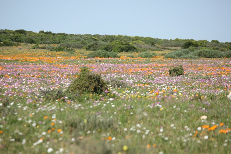 West Coast Flowers