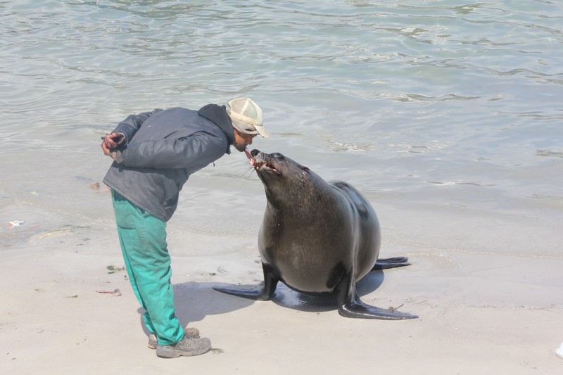 Feeding the Seal