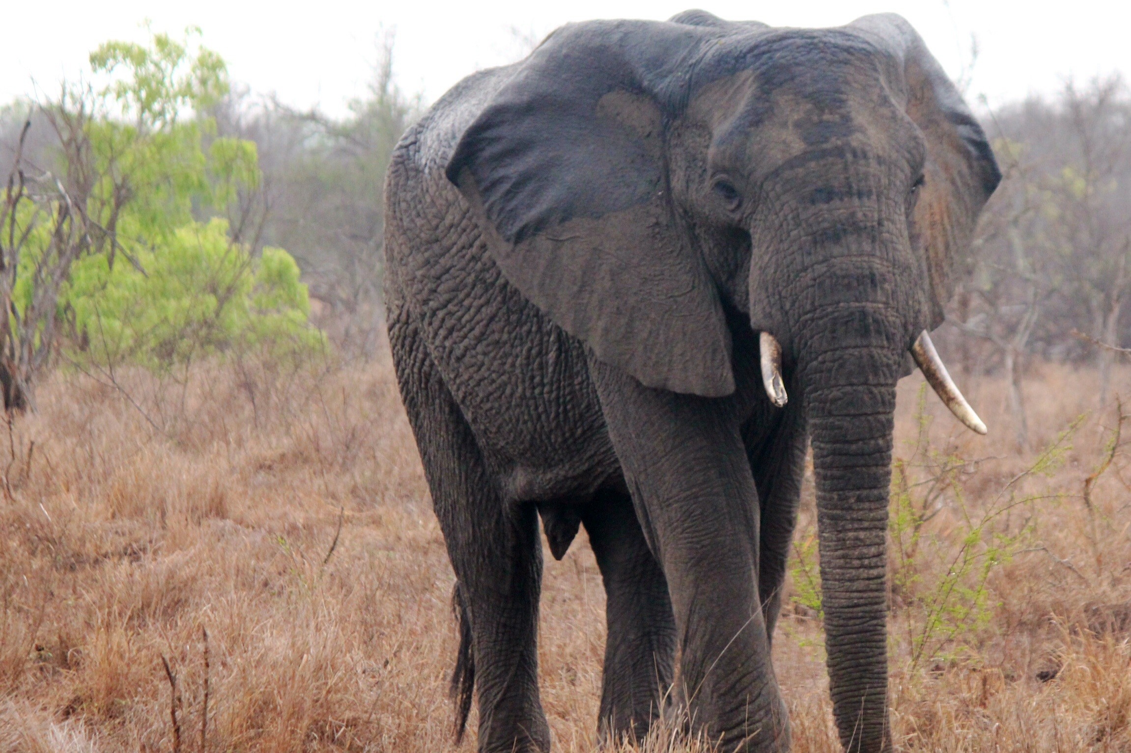 Bull Elephant | Photo