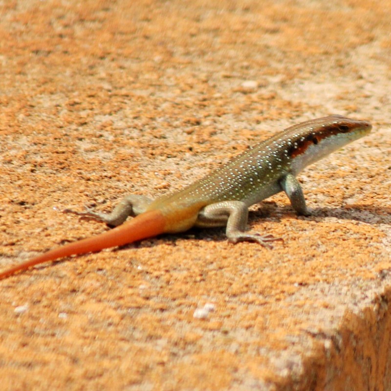 Red Tailed Gecko
