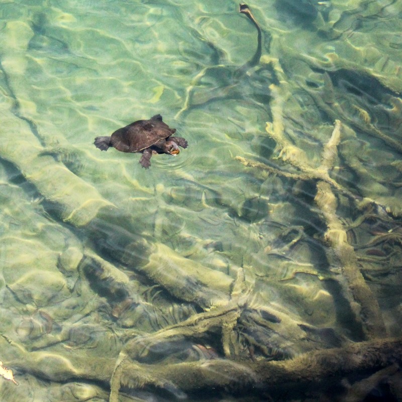 Lake Eacham Turtle