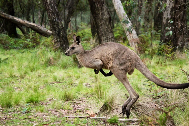 Bouncing Kangaroo