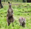 Kangaroo Family Portrait