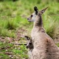 Female Kangaroo and Joey
