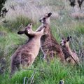 Boxing Kangaroos