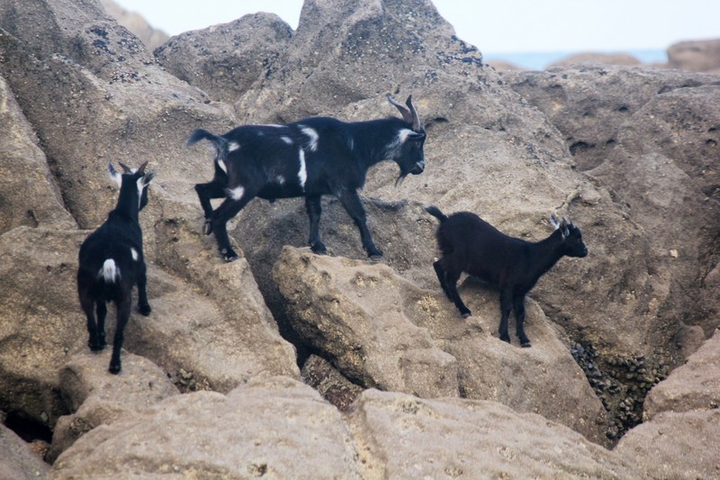 Goats at Mosquito Bay
