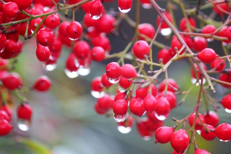 Berries in the Chinese Garden
